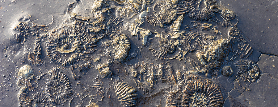 Fossil Talk with Hannah McKay